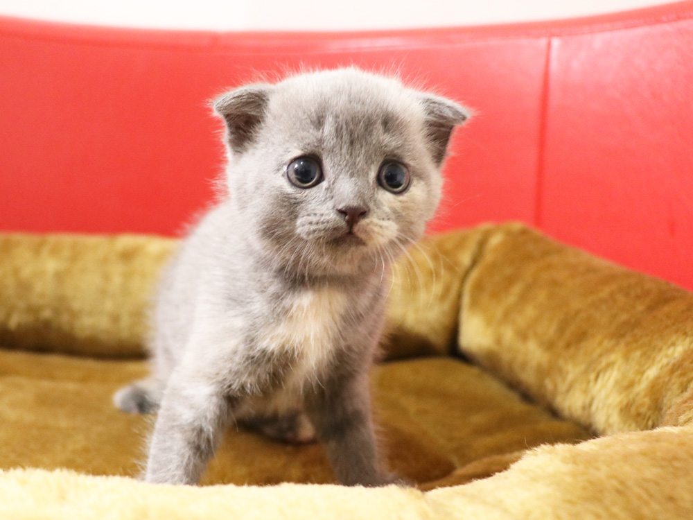 スコティッシュフォールドの子猫画像