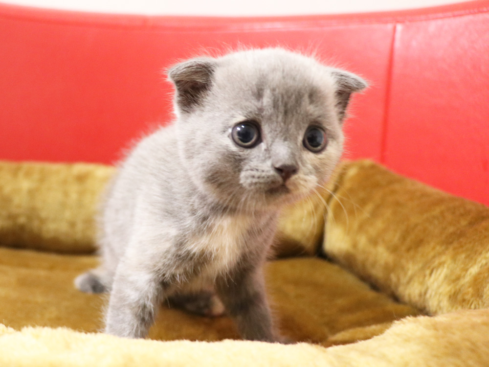 スコティッシュフォールドの子猫画像