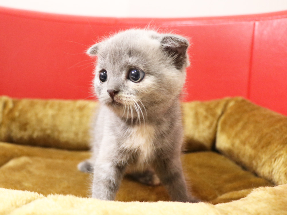 スコティッシュフォールドの子猫画像