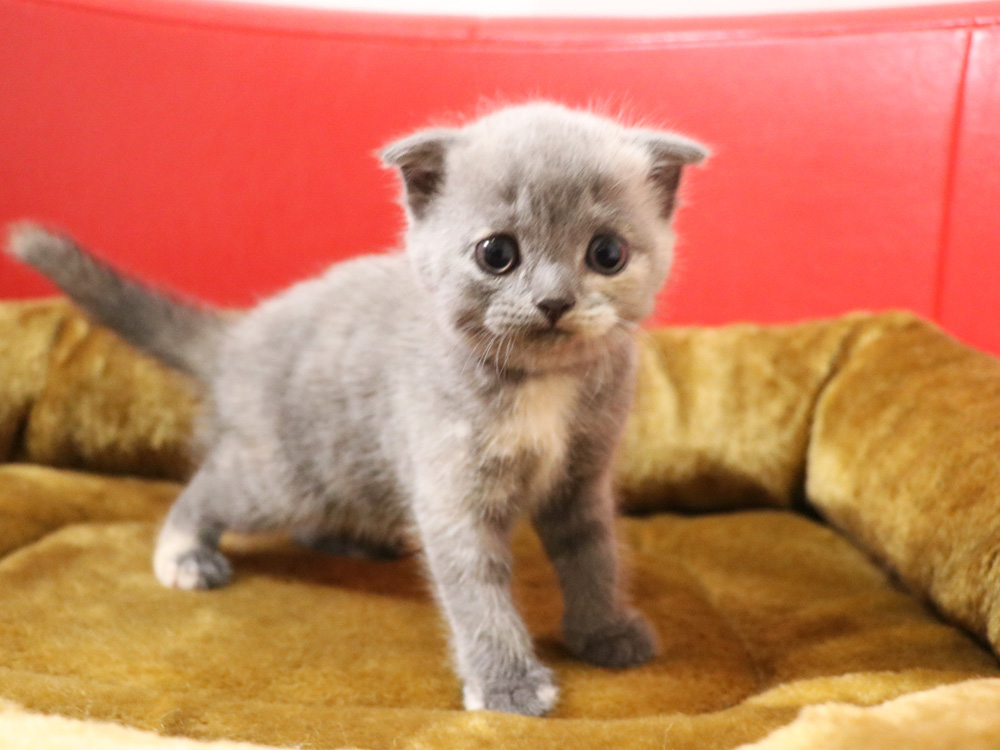 スコティッシュフォールドの子猫画像