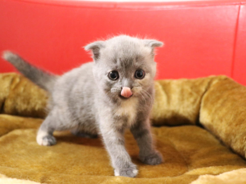 スコティッシュフォールドの子猫画像