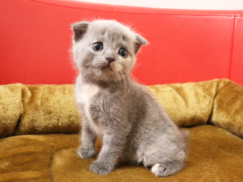 スコティッシュフォールドの子猫画像