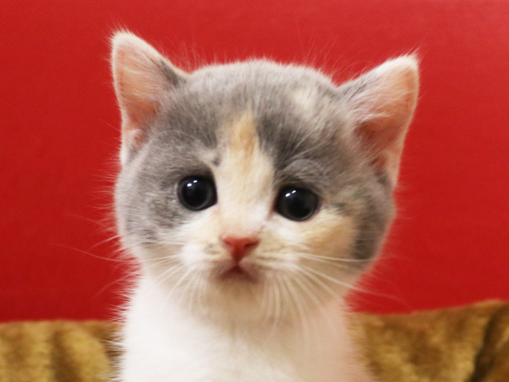 スコティッシュフォールドの子猫画像