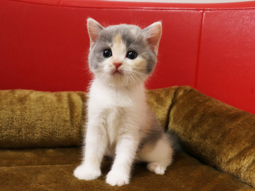 スコティッシュフォールドの子猫画像