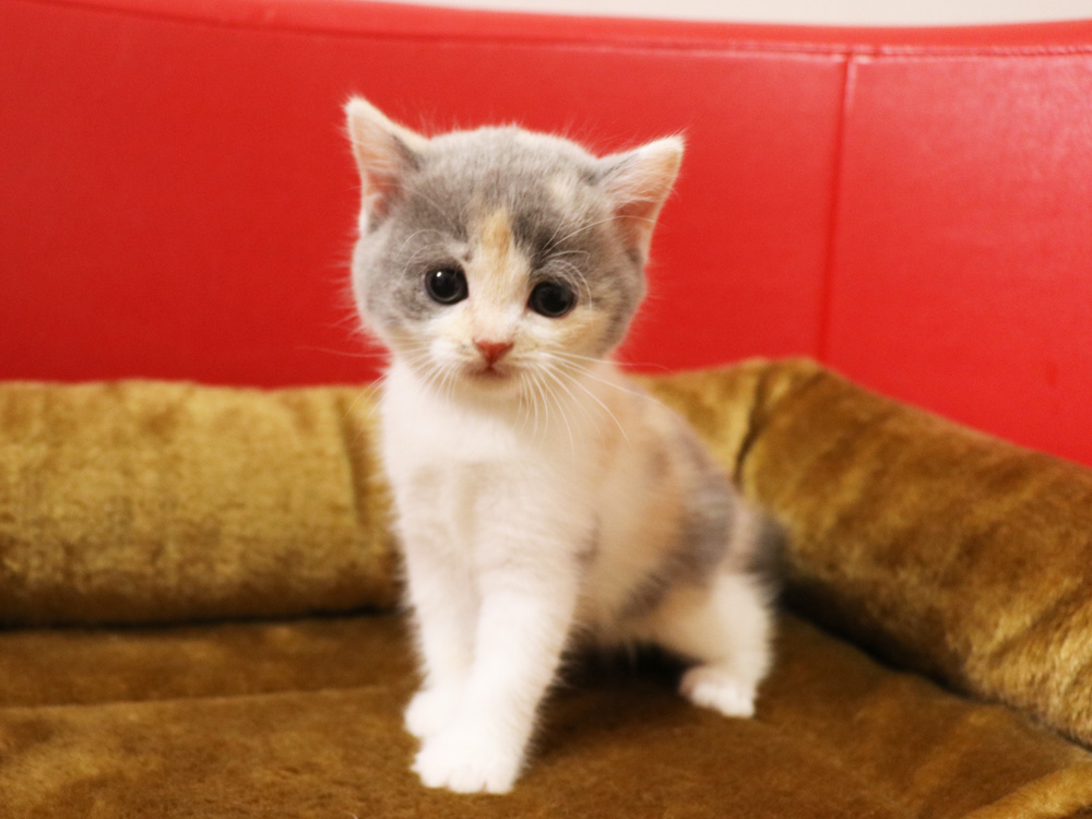 スコティッシュフォールドの子猫画像