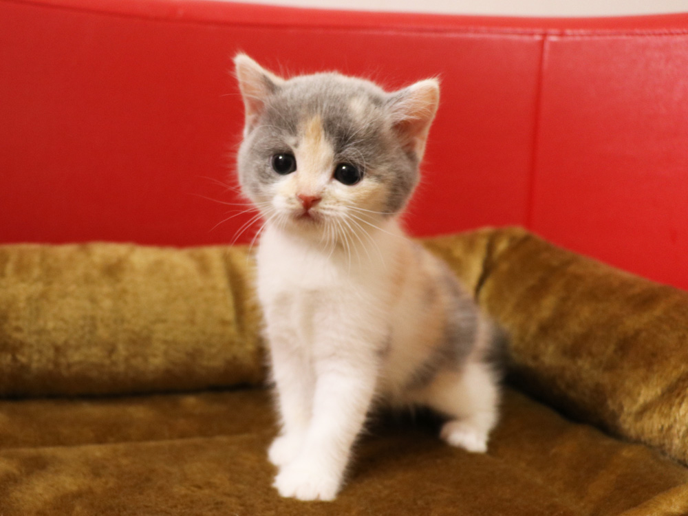 スコティッシュフォールドの子猫画像