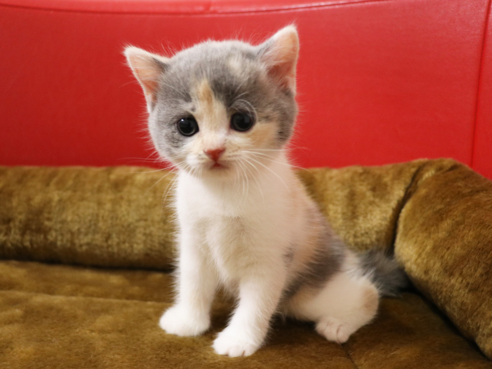 スコティッシュフォールドの子猫画像