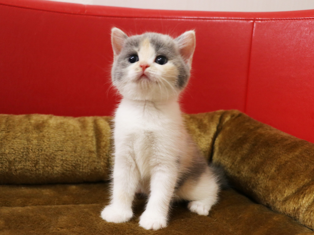 スコティッシュフォールドの子猫画像