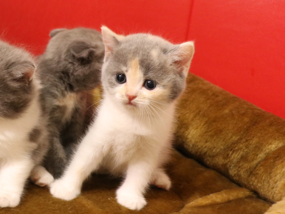 スコティッシュフォールドの子猫画像