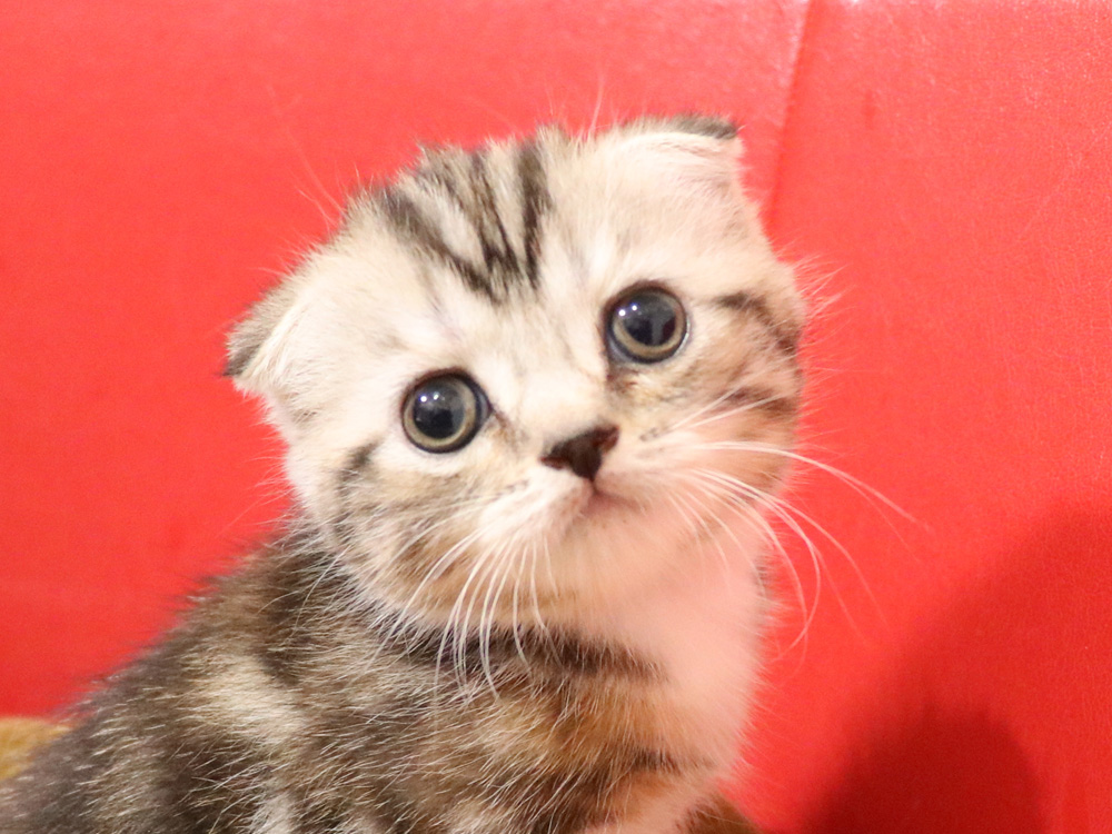 スコティッシュフォールドの子猫画像