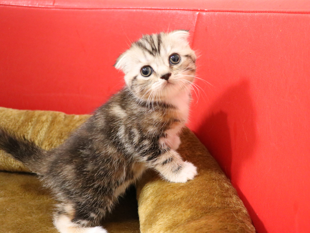 スコティッシュフォールドの子猫画像