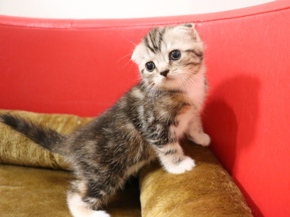 スコティッシュフォールドの子猫画像