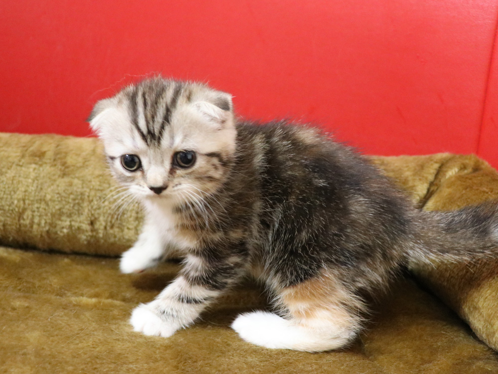 スコティッシュフォールドの子猫画像