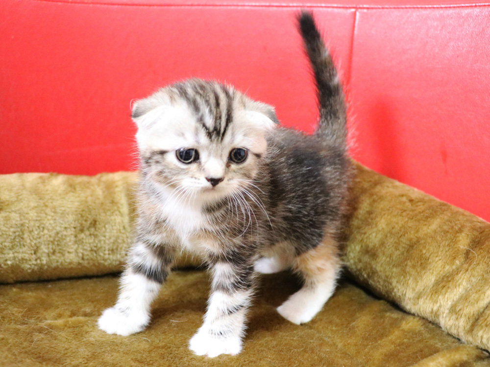スコティッシュフォールドの子猫画像