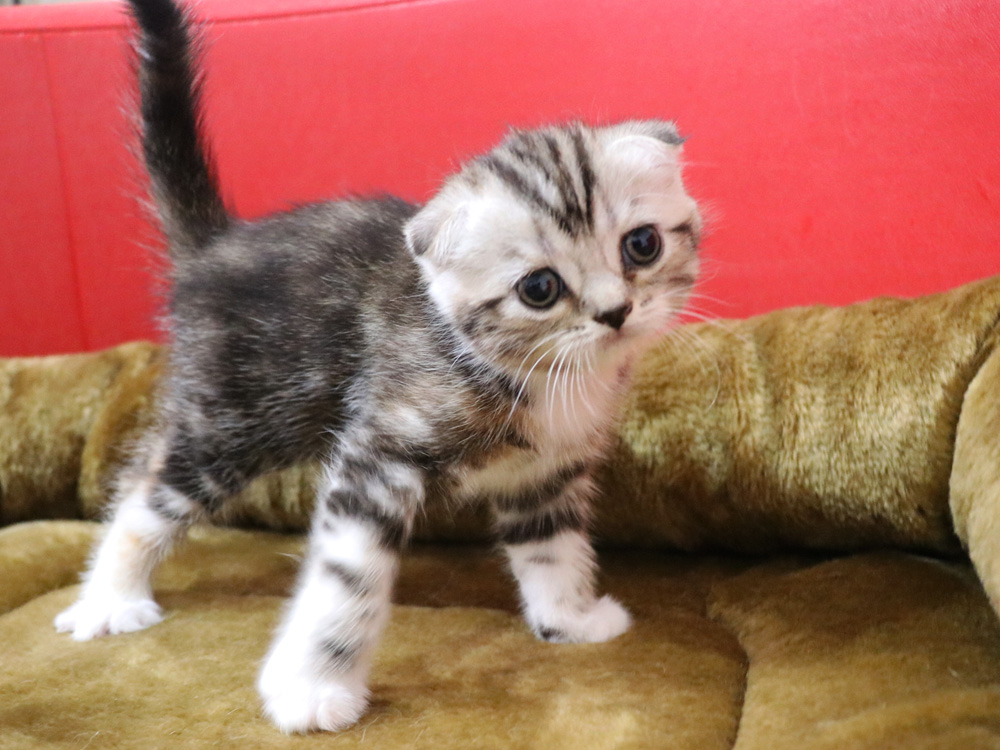 スコティッシュフォールドの子猫画像