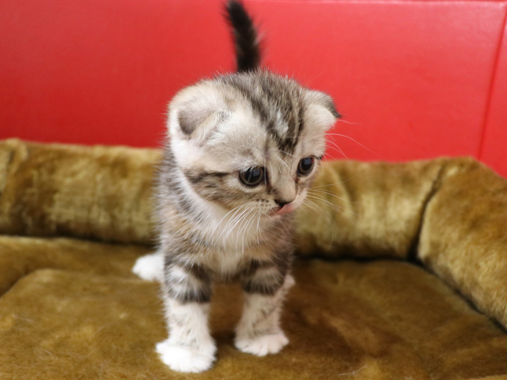 スコティッシュフォールドの子猫画像