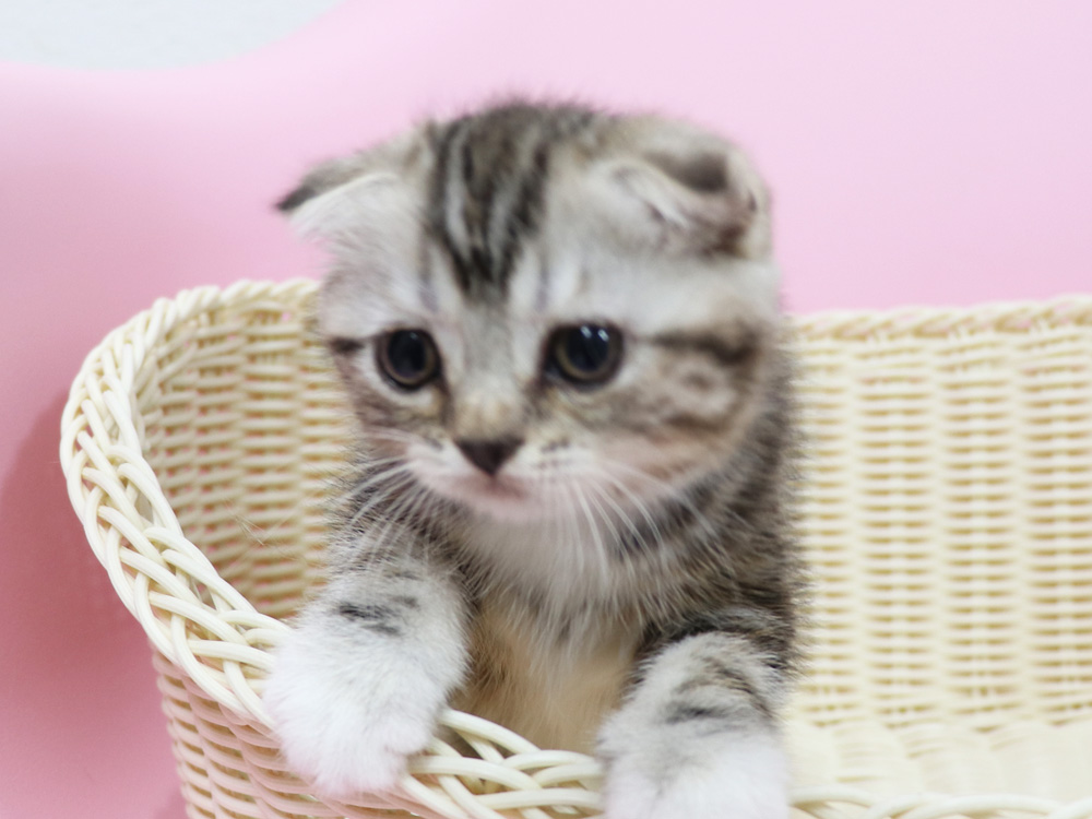 スコティッシュフォールドの子猫画像