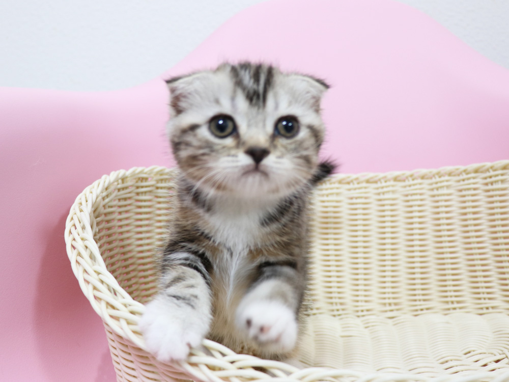 スコティッシュフォールドの子猫画像