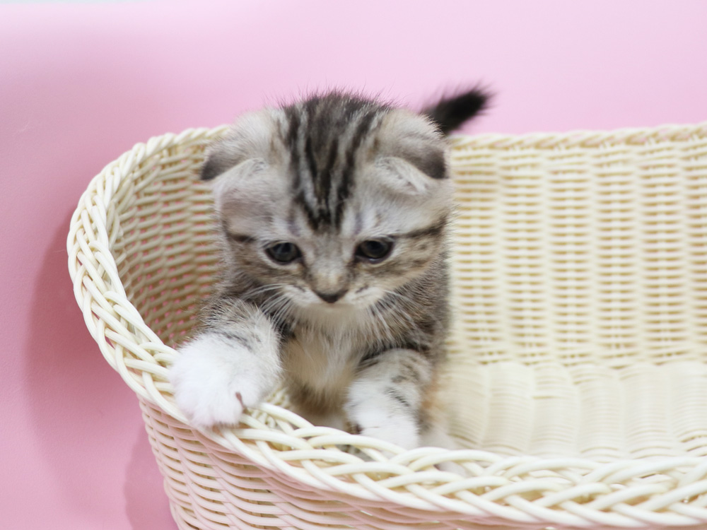 スコティッシュフォールドの子猫画像