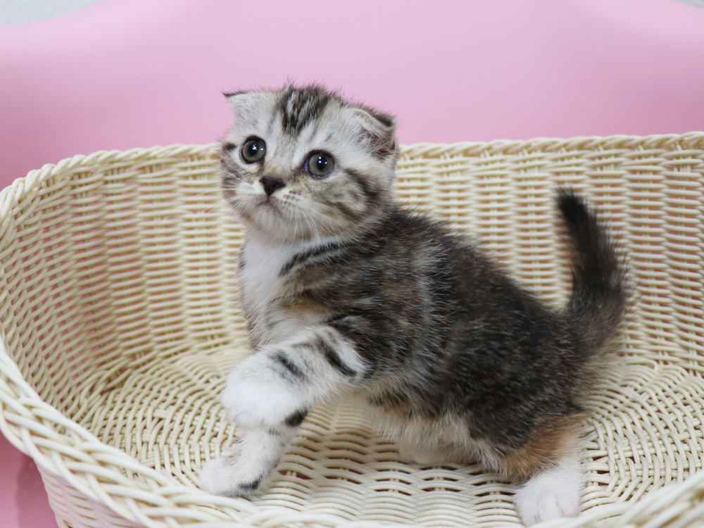 スコティッシュフォールドの子猫画像
