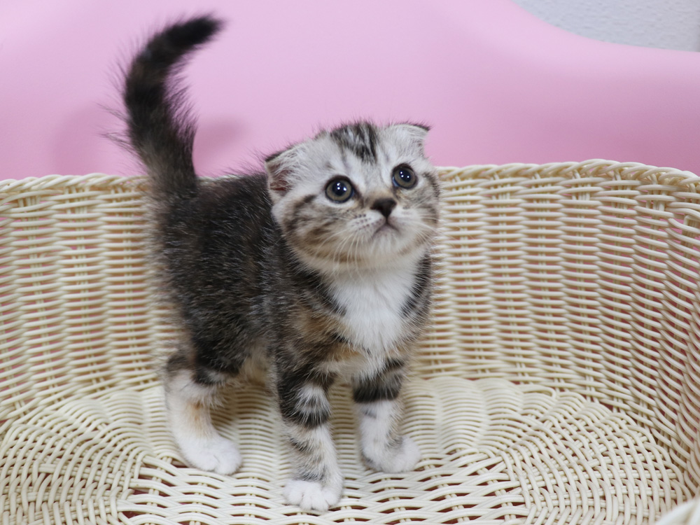 スコティッシュフォールドの子猫画像