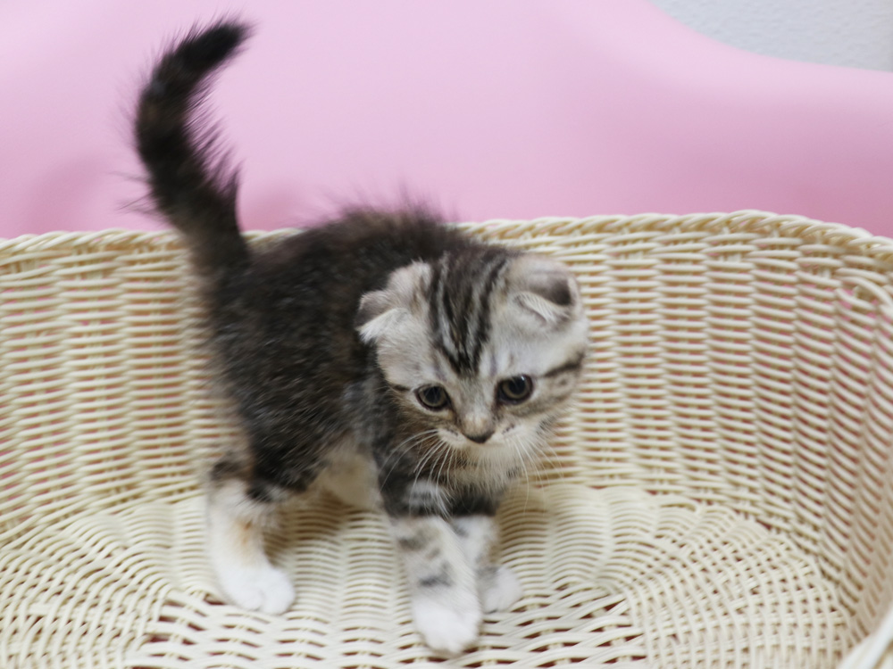 スコティッシュフォールドの子猫画像