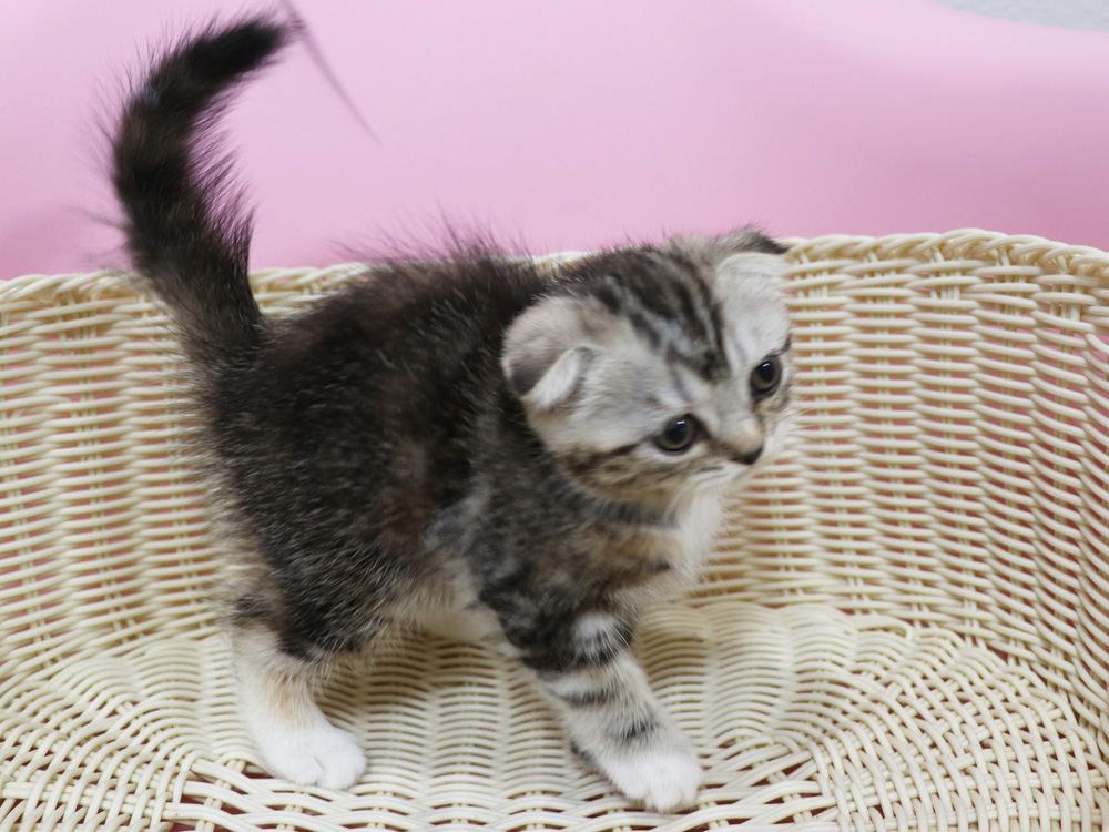 スコティッシュフォールドの子猫画像