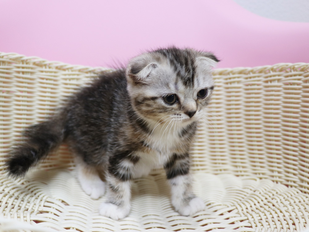 スコティッシュフォールドの子猫画像