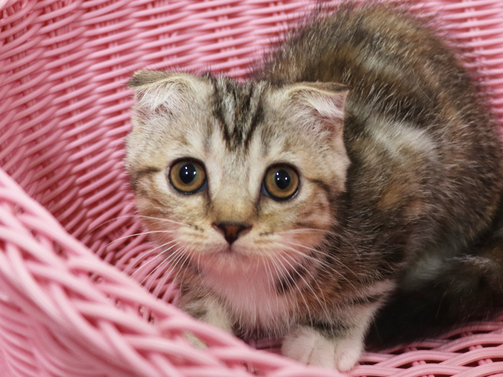 スコティッシュフォールドの子猫画像