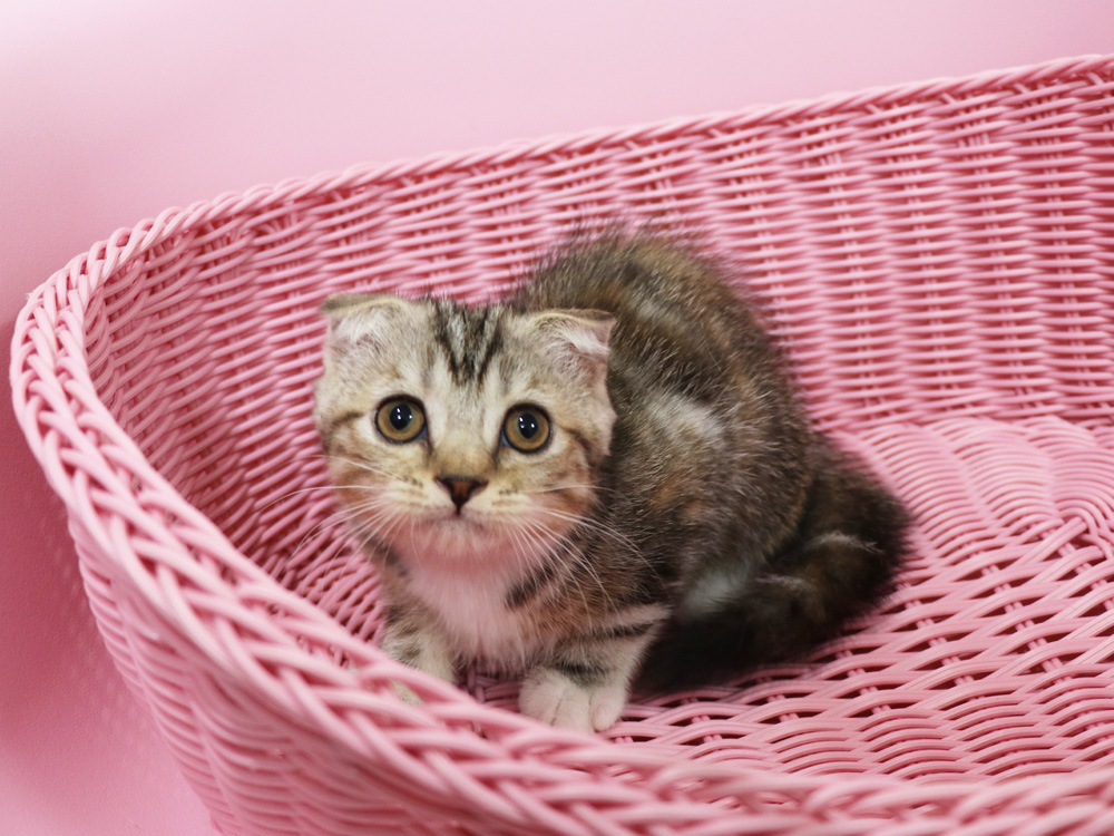 スコティッシュフォールドの子猫画像
