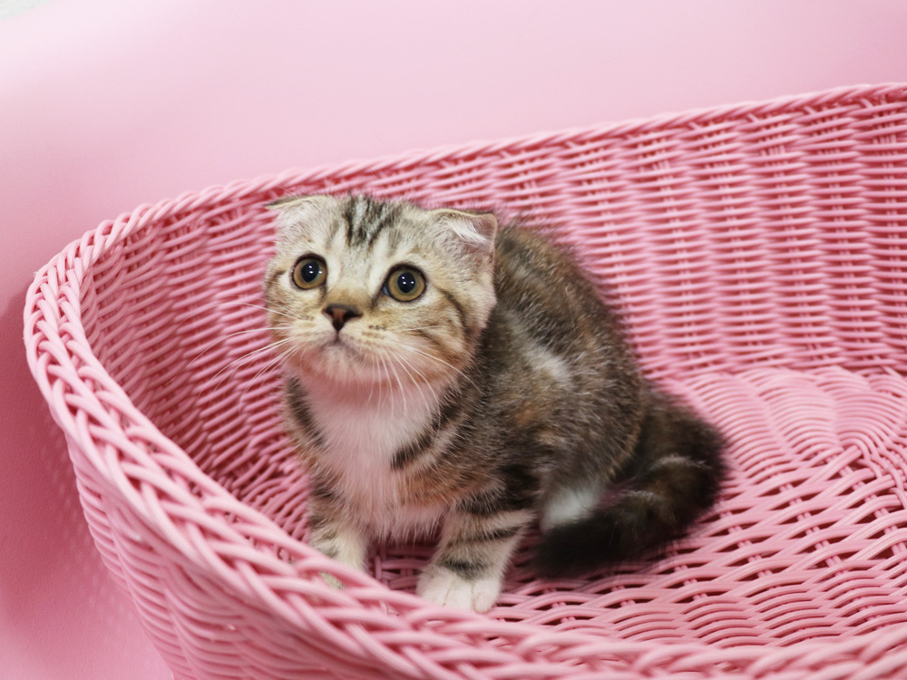 スコティッシュフォールドの子猫画像