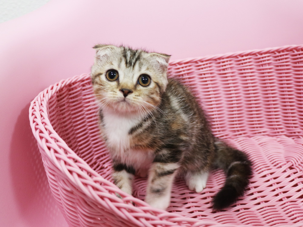 スコティッシュフォールドの子猫画像
