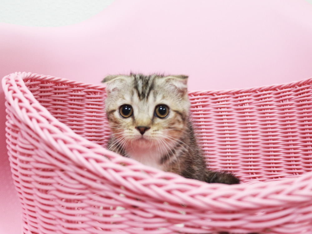 スコティッシュフォールドの子猫画像