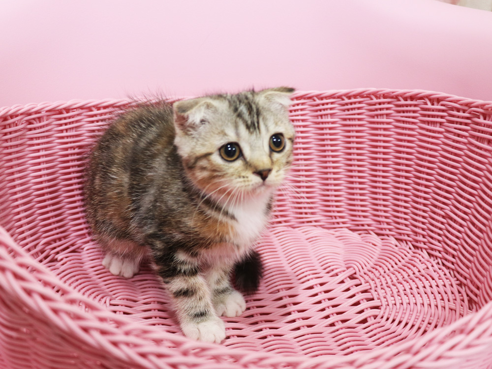 スコティッシュフォールドの子猫画像