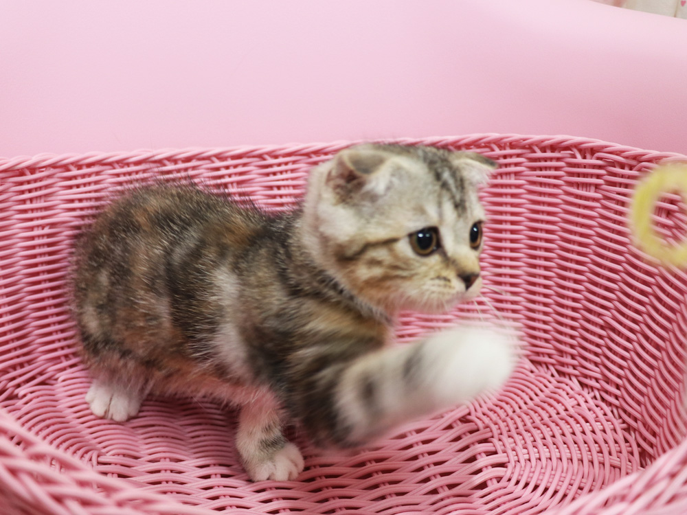 スコティッシュフォールドの子猫画像