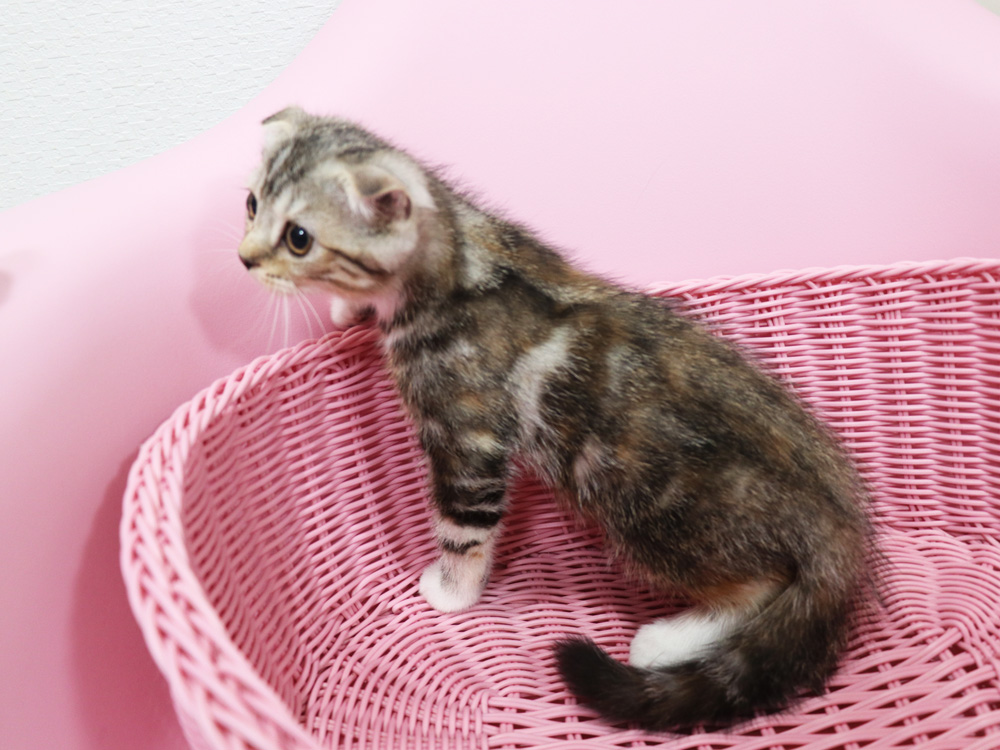スコティッシュフォールドの子猫画像
