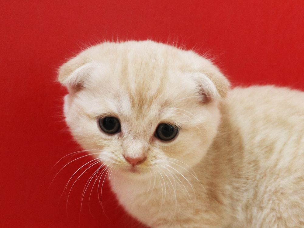 スコティッシュフォールドの子猫画像