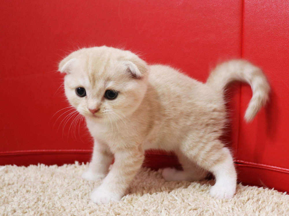 スコティッシュフォールドの子猫画像