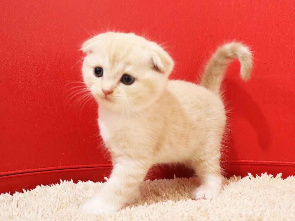 スコティッシュフォールドの子猫画像
