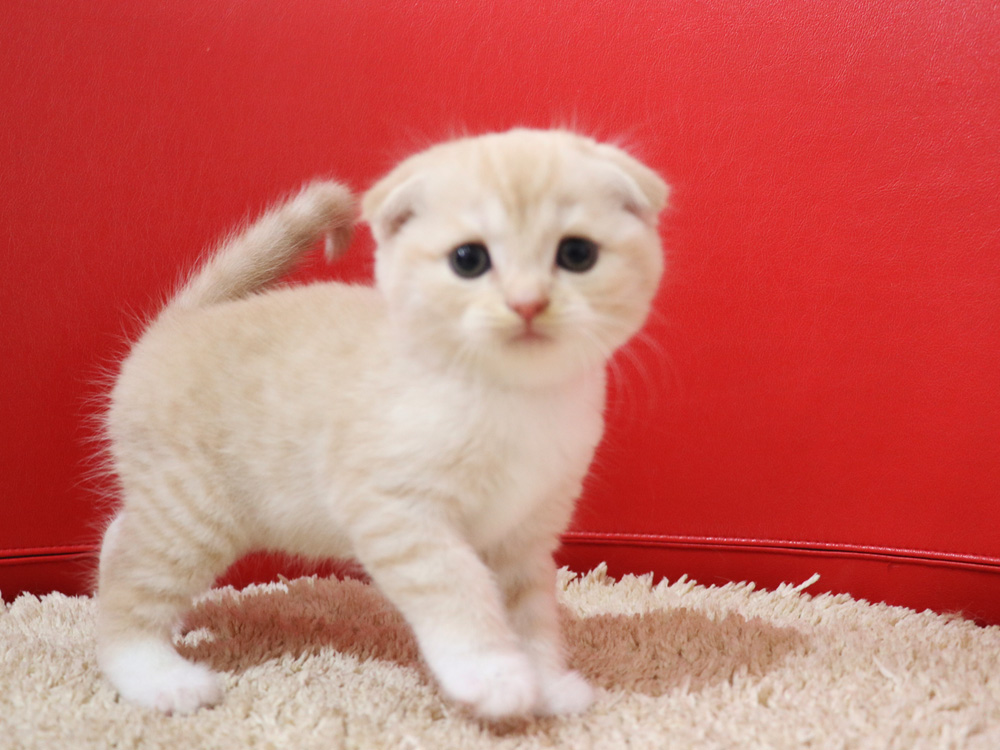 スコティッシュフォールドの子猫画像