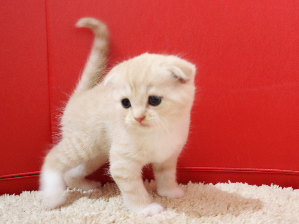 スコティッシュフォールドの子猫画像