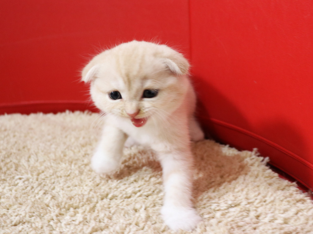 スコティッシュフォールドの子猫画像