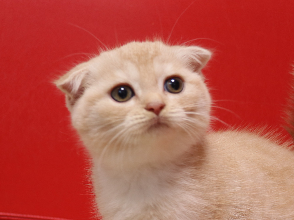 スコティッシュフォールドの子猫画像