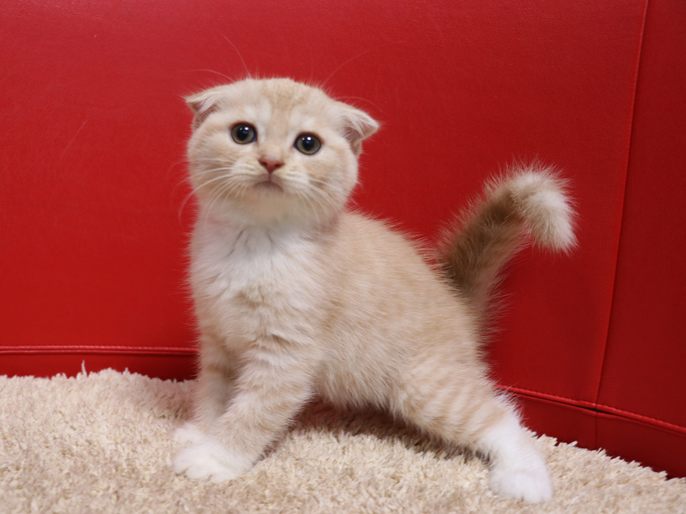 スコティッシュフォールドの子猫画像