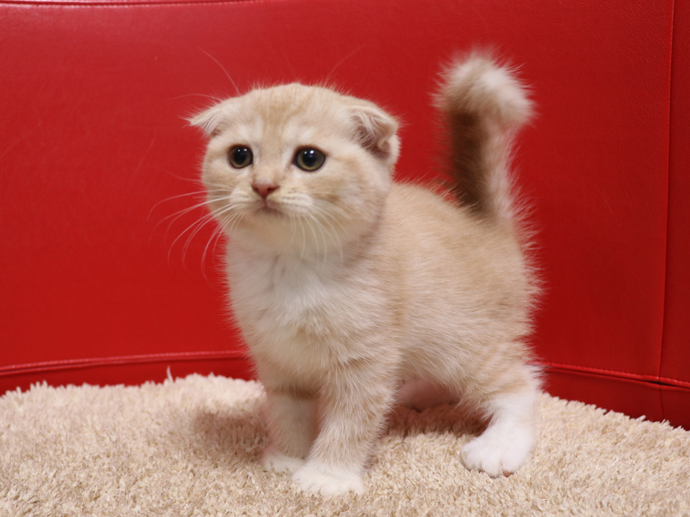 スコティッシュフォールドの子猫画像