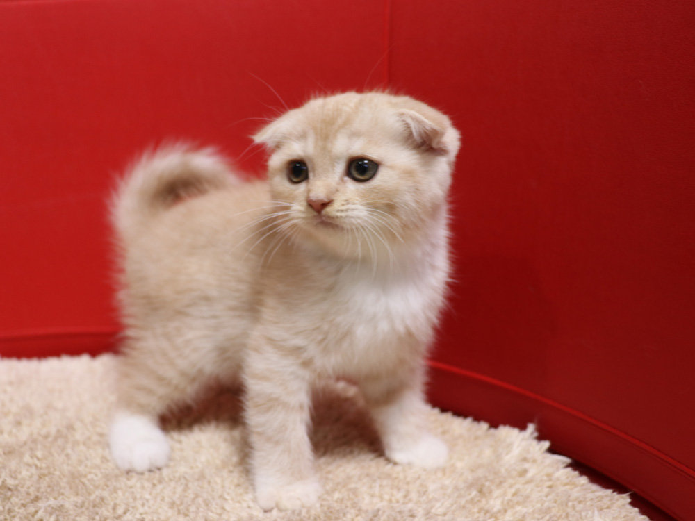 スコティッシュフォールドの子猫画像