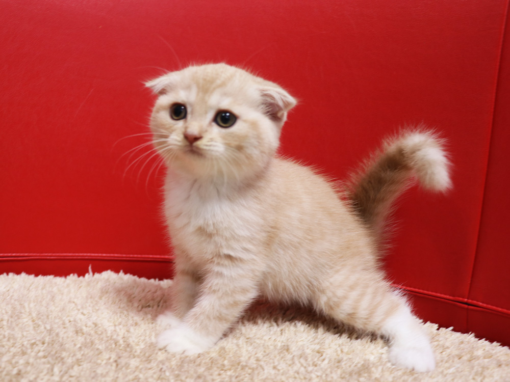 スコティッシュフォールドの子猫画像
