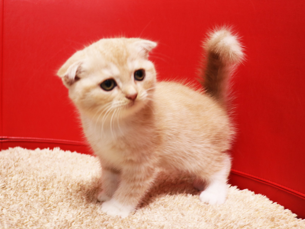 スコティッシュフォールドの子猫画像