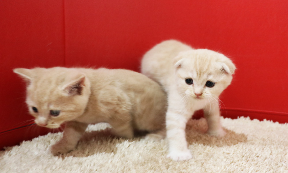 スコティッシュフォールドの子猫画像