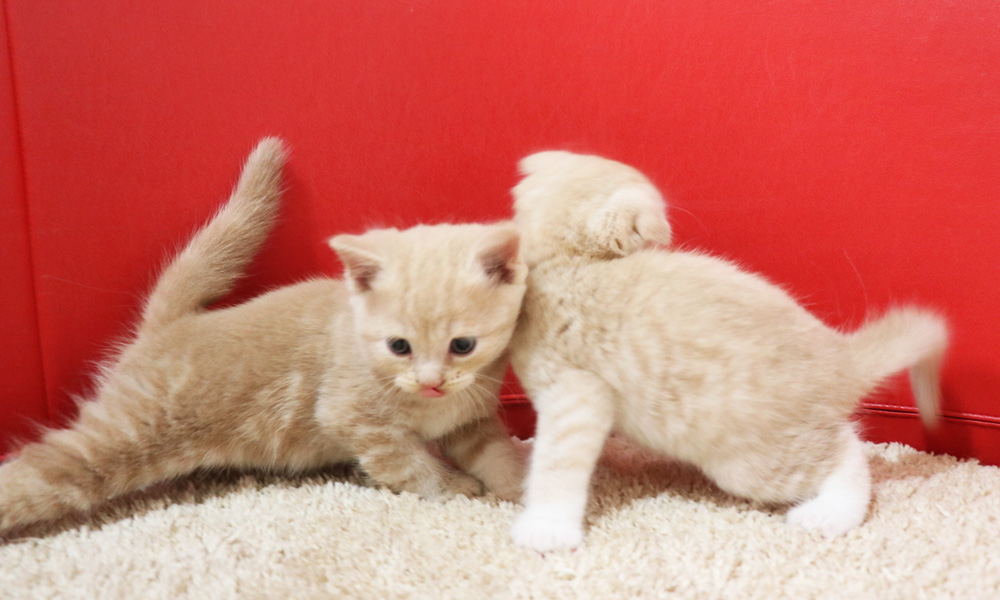 スコティッシュフォールドの子猫画像